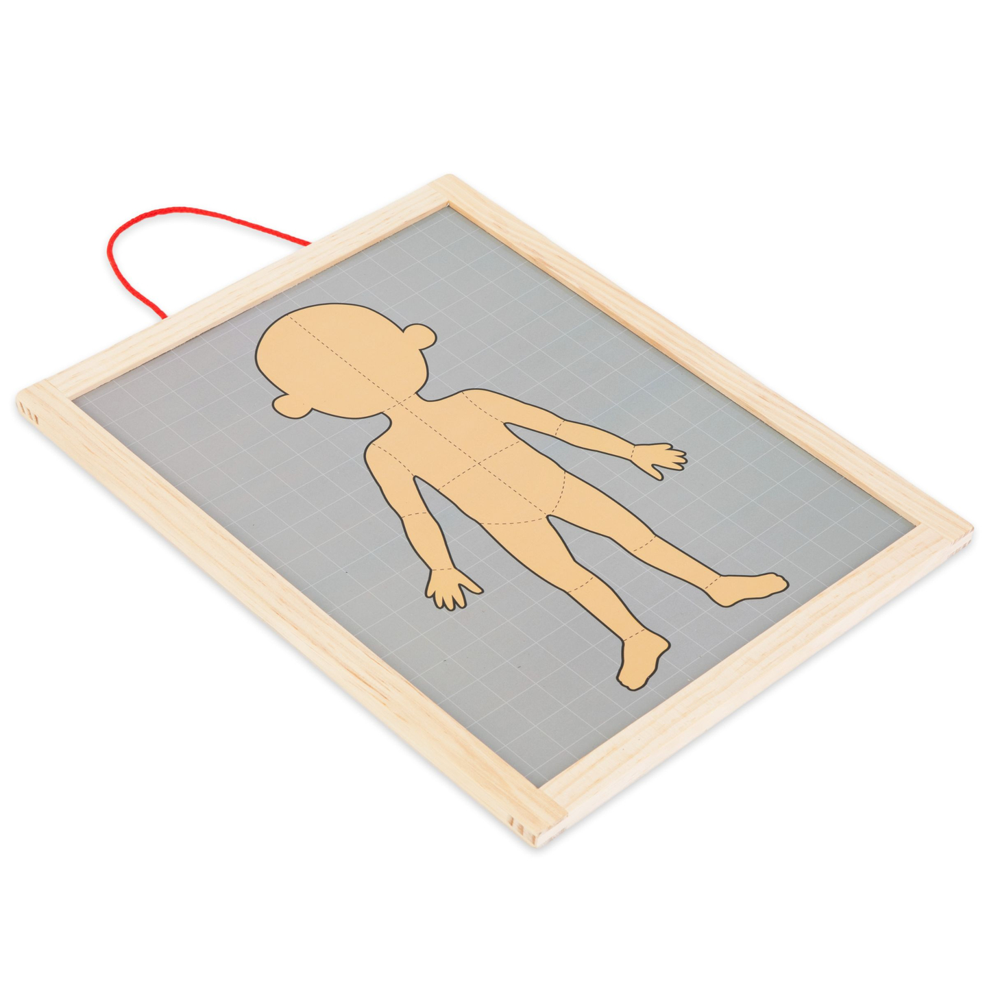 Magnētiskās puzles - Anatomijas zinātne - Cilvēka ķermenis