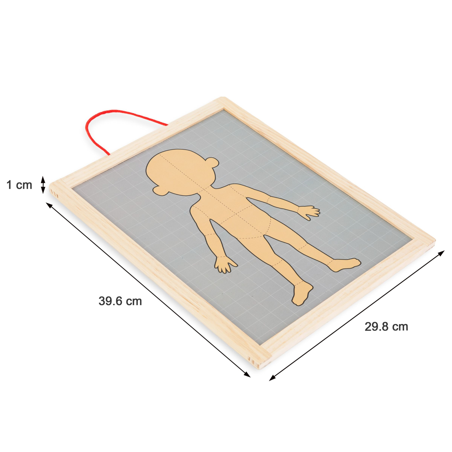 Magnētiskās puzles - Anatomijas zinātne - Cilvēka ķermenis