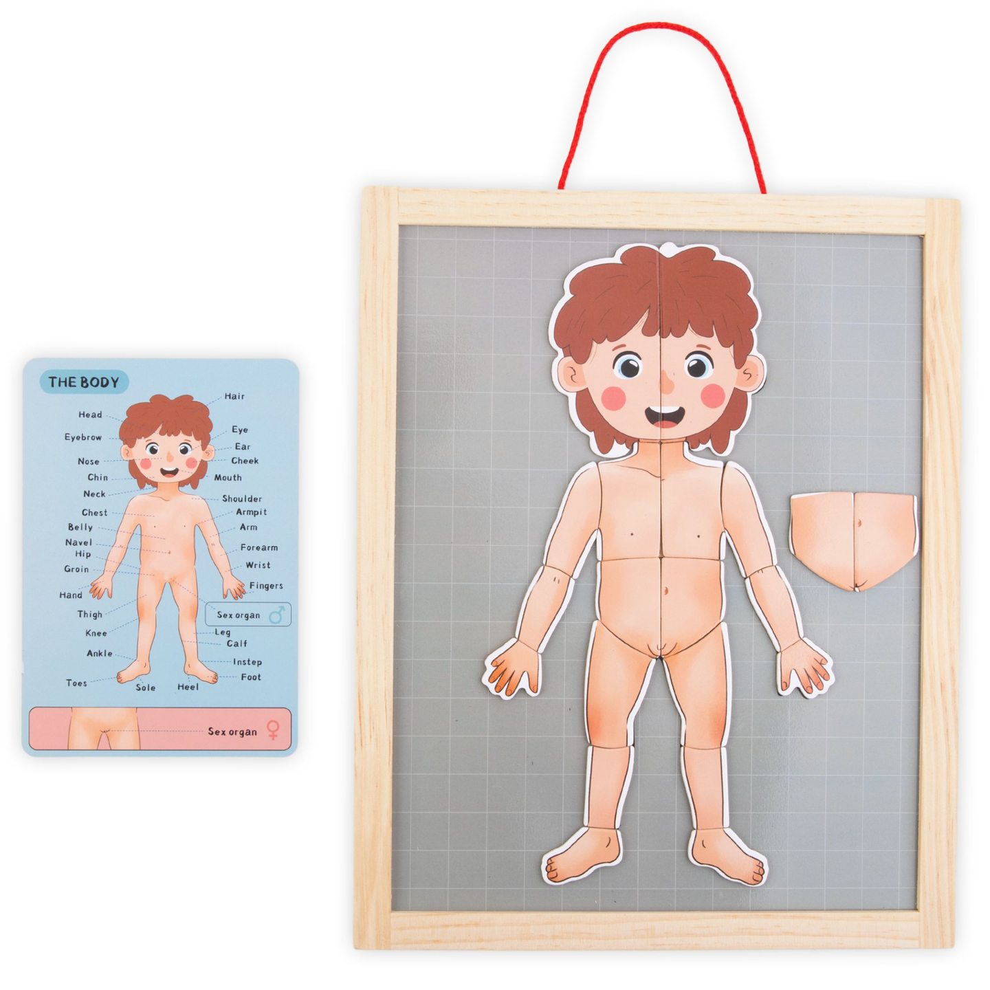 Magnētiskās puzles - Anatomijas zinātne - Cilvēka ķermenis