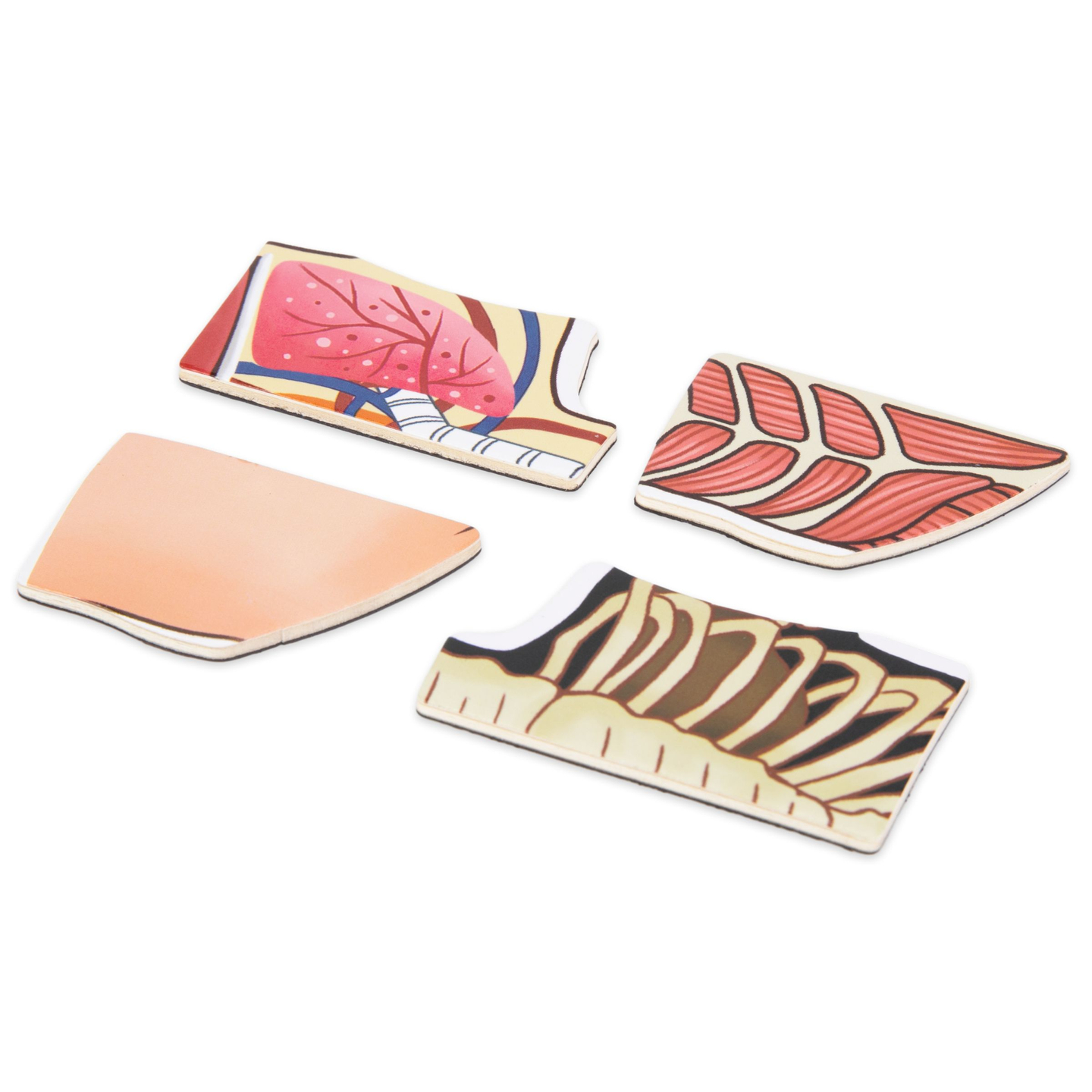 Magnētiskās puzles - Anatomijas zinātne - Cilvēka ķermenis